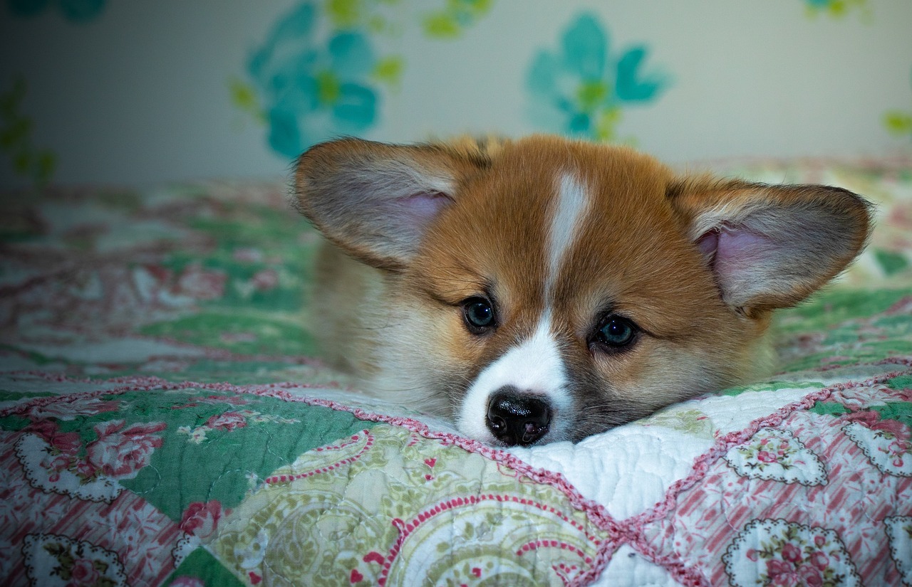 Reddybook Review: Transforming Digital Learning & How 11xplay Complements Modern Education